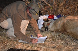 Lion-Collaring-for-Loisaba