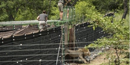 Lions-reintroduced-to-Liwonde-National-Park-in-Malawi-800×400