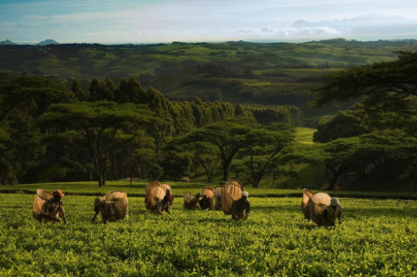 news_20180309satemwa