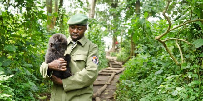 Virunga-National-Park-in-DRC-closes-temporarily-800×400