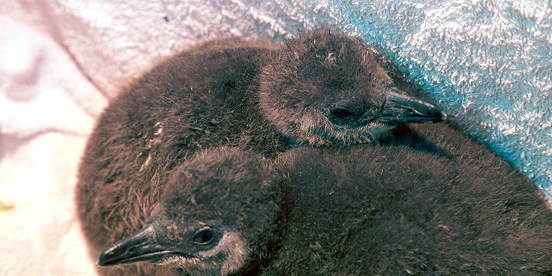 28-endangered-African-penguin-chicks-rescued-800×400