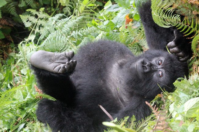 PNV-young-gorilla1-MB11