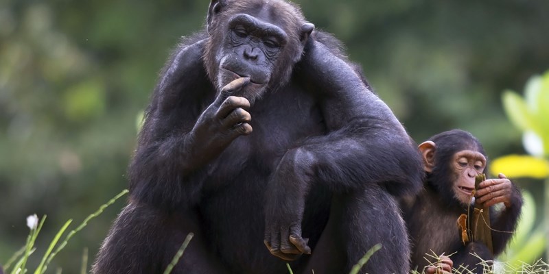 Uganda-s-Chimpanzees-offer-untapped-tourism-potential-800×400