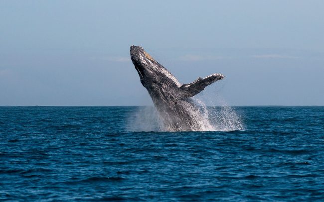 Whales-WATCHING
