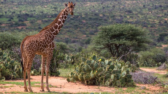 reticulated-giraffe