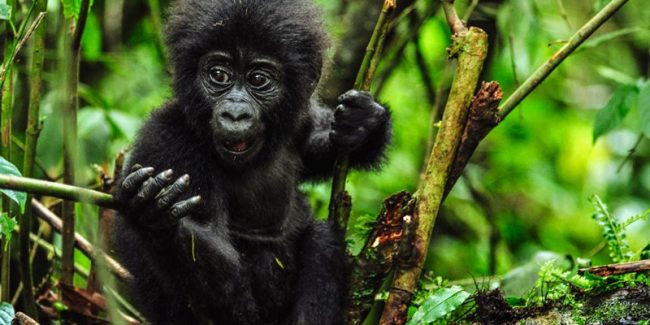 Annual-gorilla-naming-festival-kicks-off-in-Rwanda-800×400