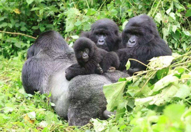 Screen-Shot-2018-07-04-at-2.42.47-PM