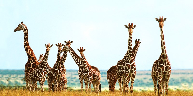 15-giraffes-to-be-translocated-in-Uganda-800×400