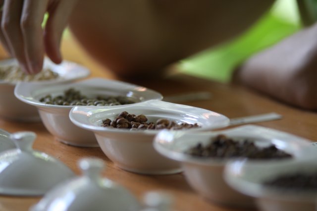 3-Coffee-plantations-get-certified-at-ACL-TMN