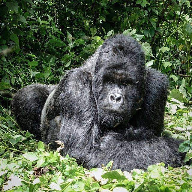 27331947_596361870715329_5361044452376214518_n-1