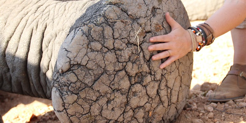 Malawi-Conservation-Experience-gives-travel-a-purpose-800×400