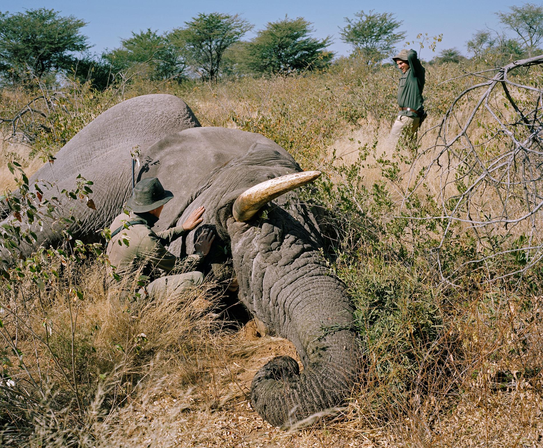 elephant-hunting-2660613.adapt_.1900.1