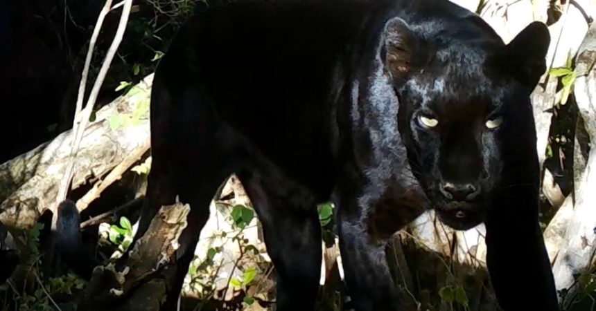 6a-Black-leopard-mother-Credit