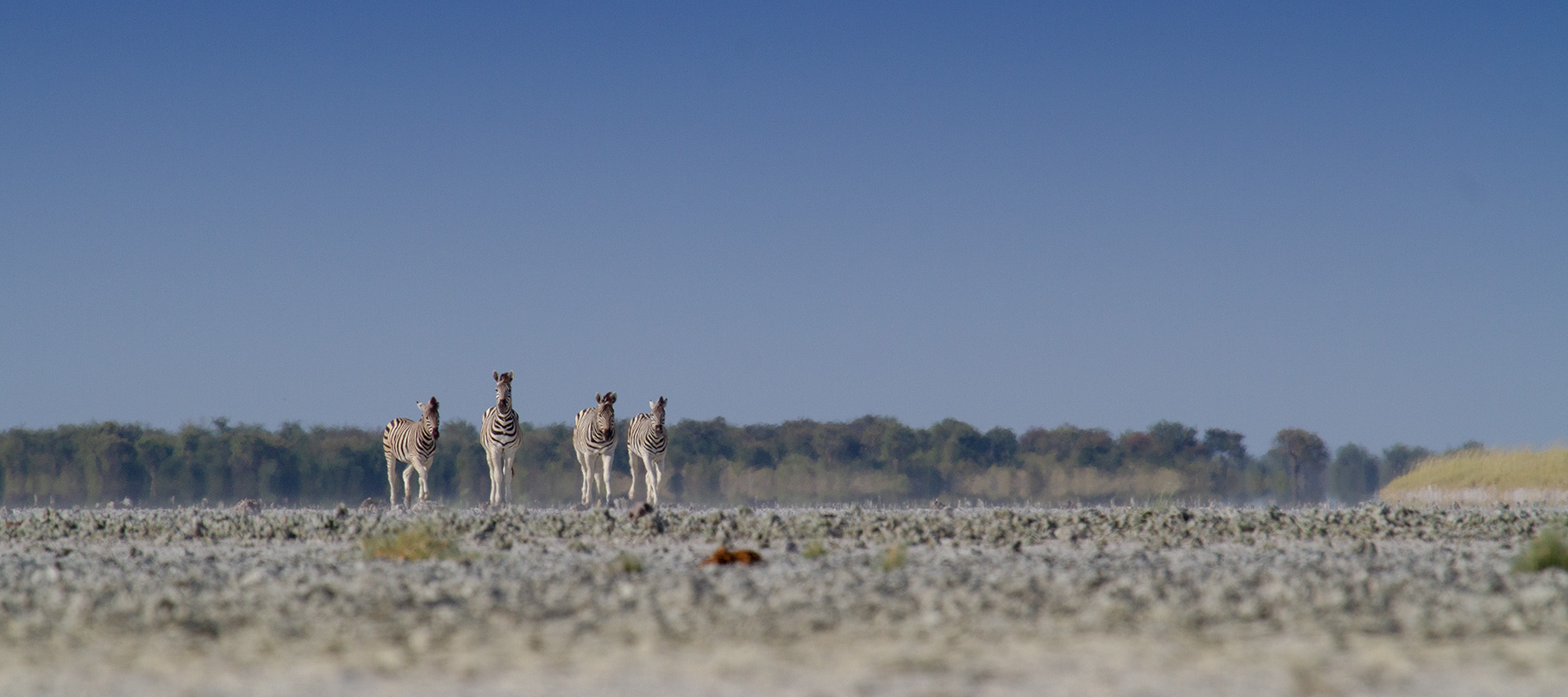 Migration-Expeditions-Nxai-Pan-Botswana-Shaun-Stanley-2015-zebra-on-horizon