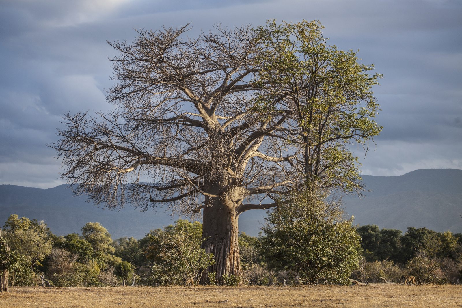 bigstock-A-large-baobab-tree-84389819