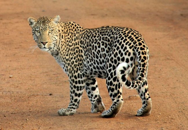 leopard-592187_1920