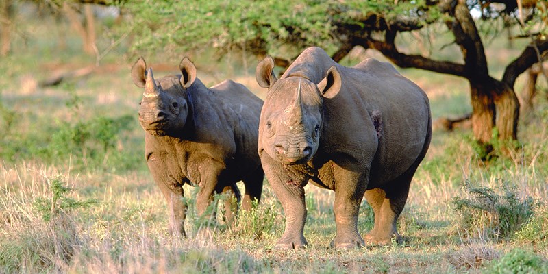 Rhino-and-elephant-poaching-decline-in-SA-800×400