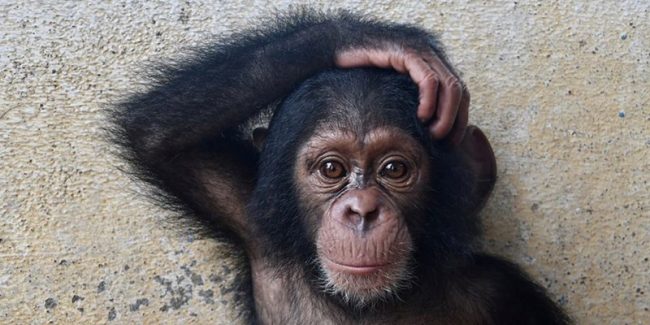 COVID-19-Chimp-Sanctuary-closes-800×400