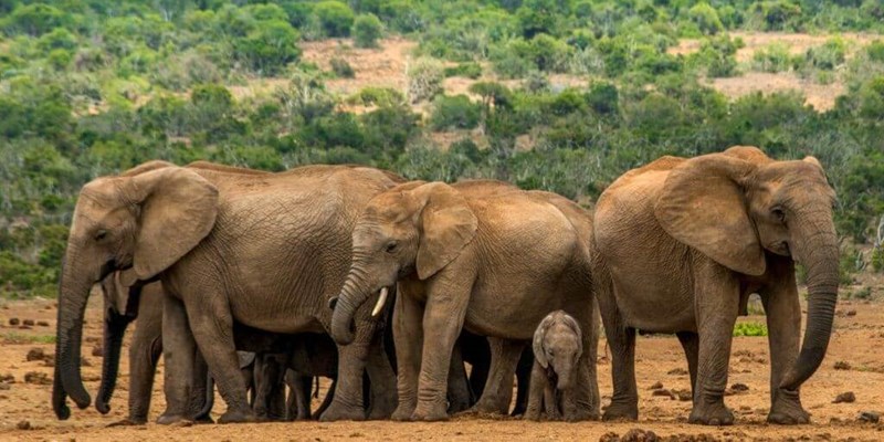 SANParks-opens-for-self-drive-excursions-800×400