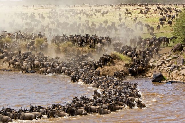 Grumeti-River-Crossing-Great-Annual-Wildebeest-Migration