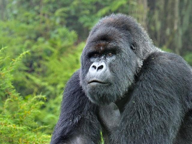 Mountain_Gorilla_Silverback_WW22557