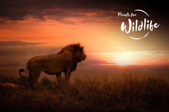 prints-for-wildlife