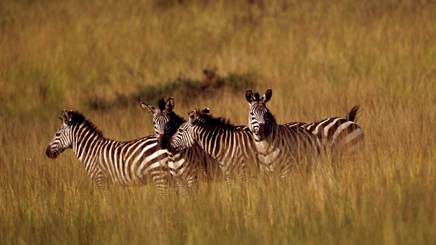 12466118113_270b2bb8ec_k