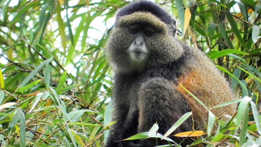 c0150f00c2f926c45bf05ed02276a896_XL