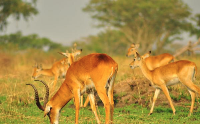 Screen-Shot-2020-12-01-at-11.46.19-PM