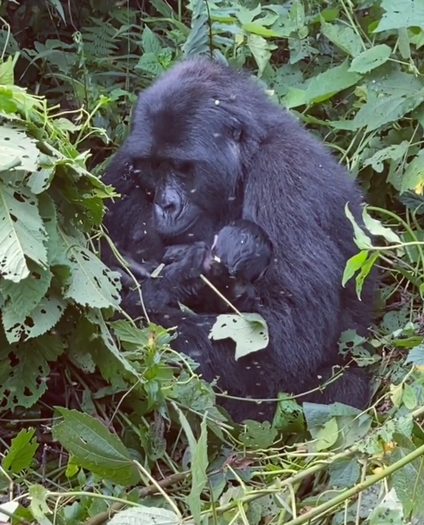 CAS-gorilla-baby-video-small