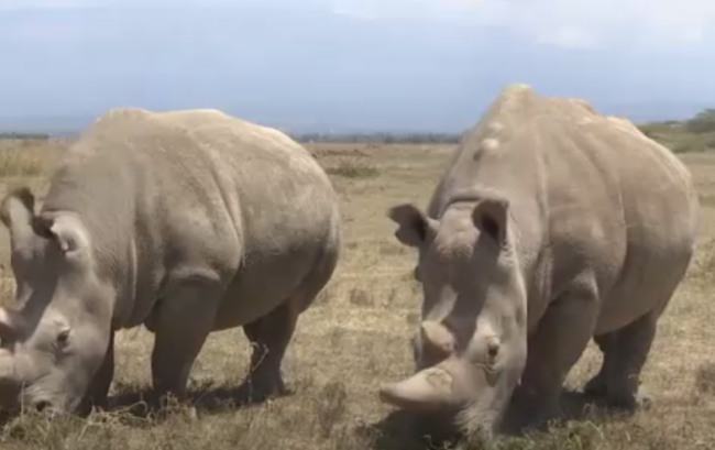 Screen-Shot-2021-04-14-at-1.42.24-PM