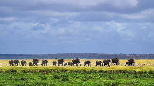 Tortilis-Camp-Amboseli-_Wildlife_Herd-of-Elephants-c-Valentin-Lavis