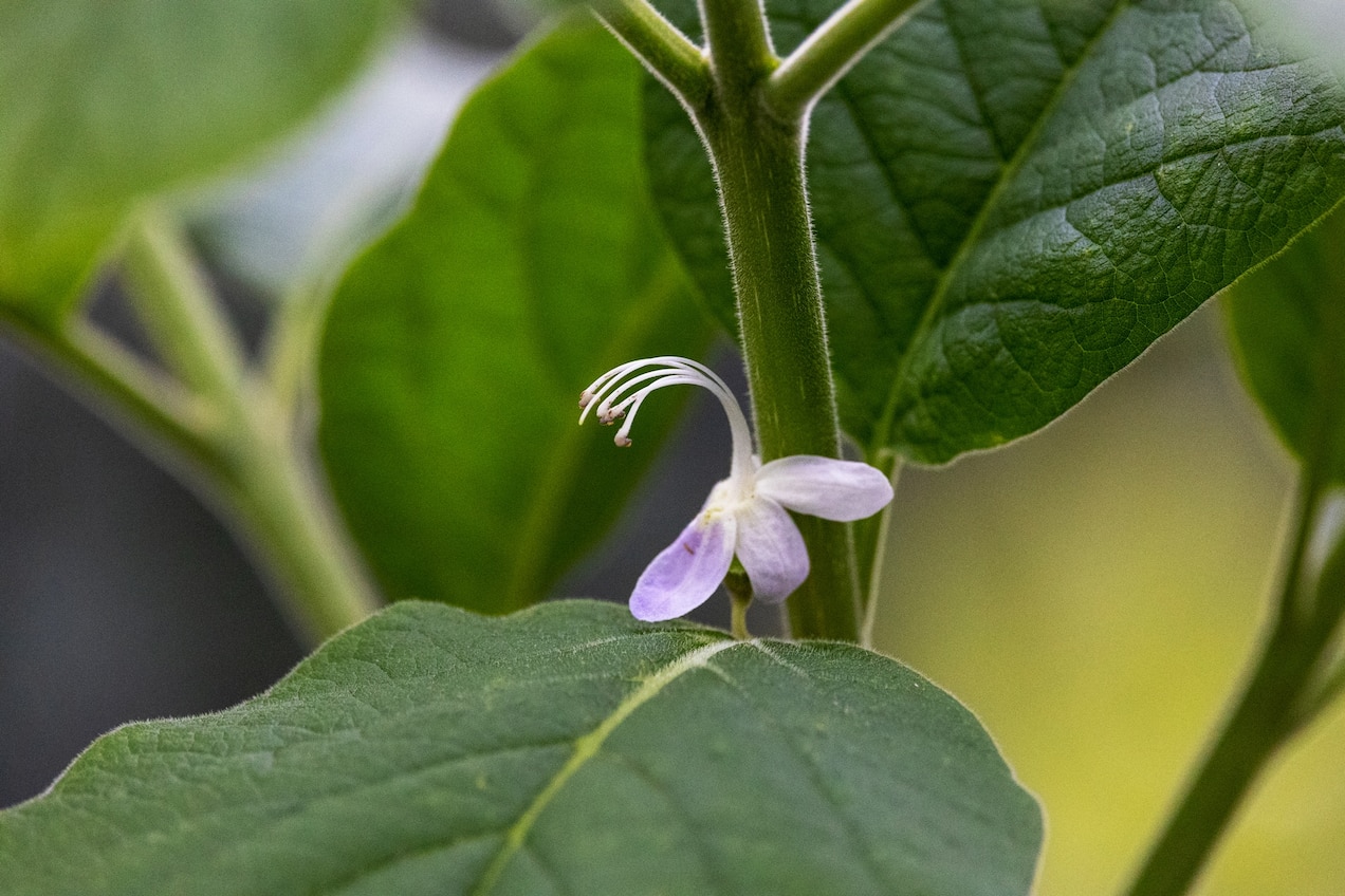 Karomia-gigas-flower_May-2021_Cassidy-Moody-6