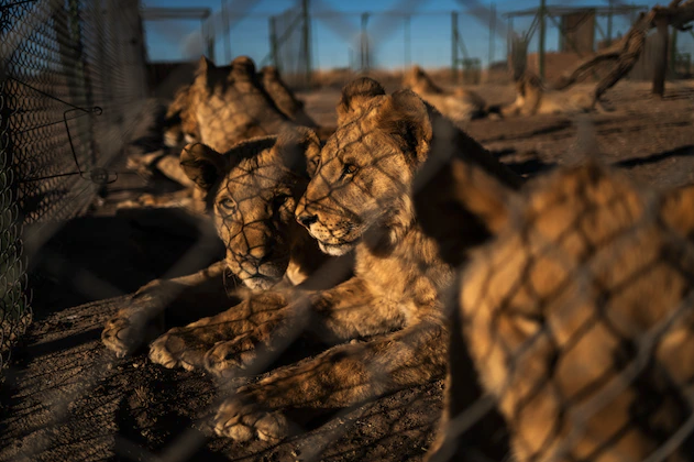 Screen-Shot-2021-05-07-at-7.54.17-AM