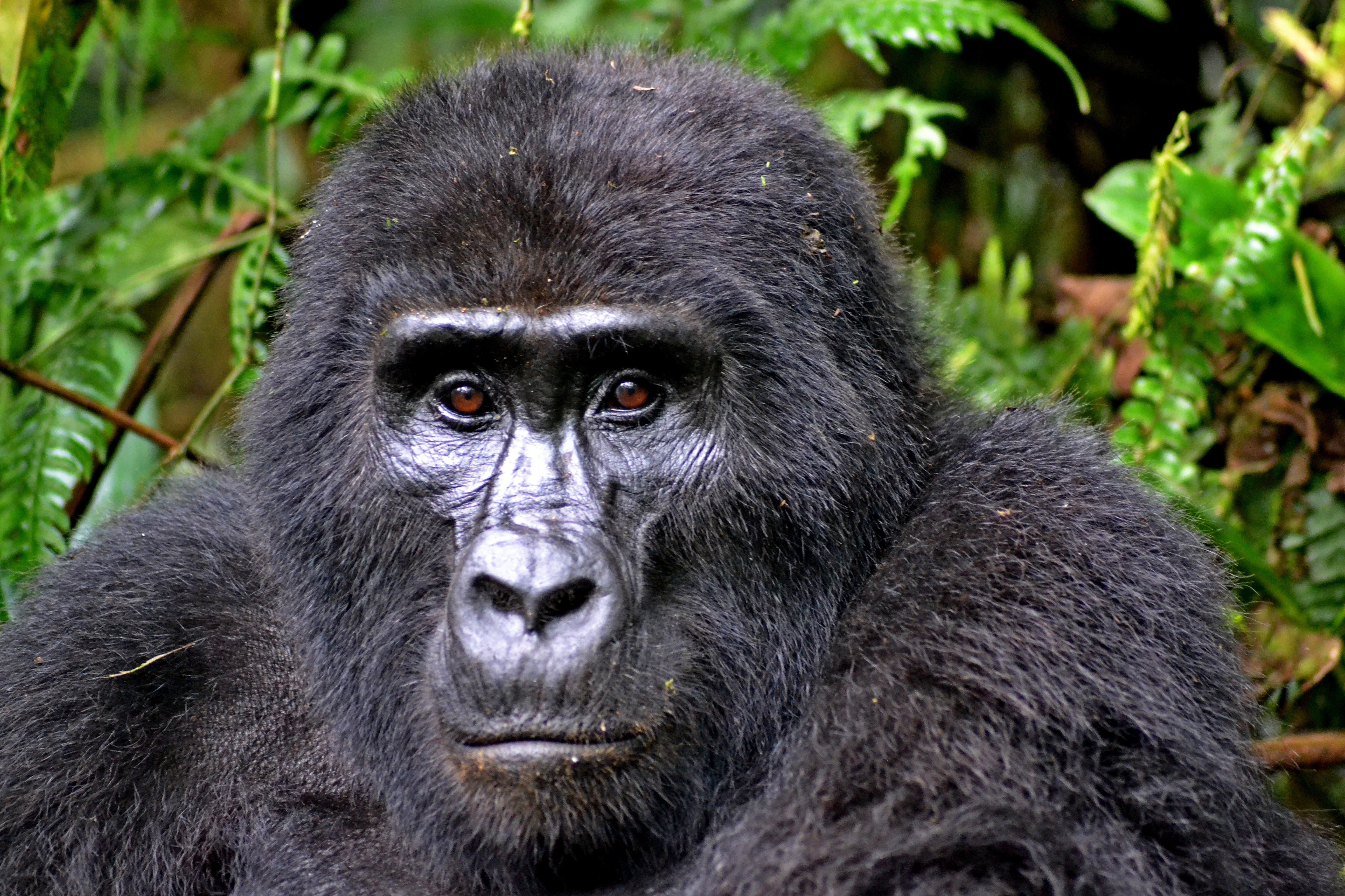 gorilla-3928903_edt-1
