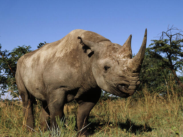 Black rhinoceros (Diceros bicornis)
