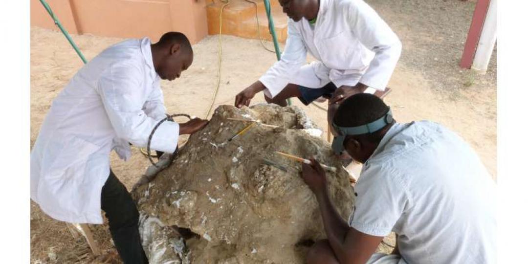 fossil-elephant-cranium-1