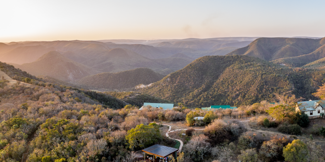 panoramiccampfigtree