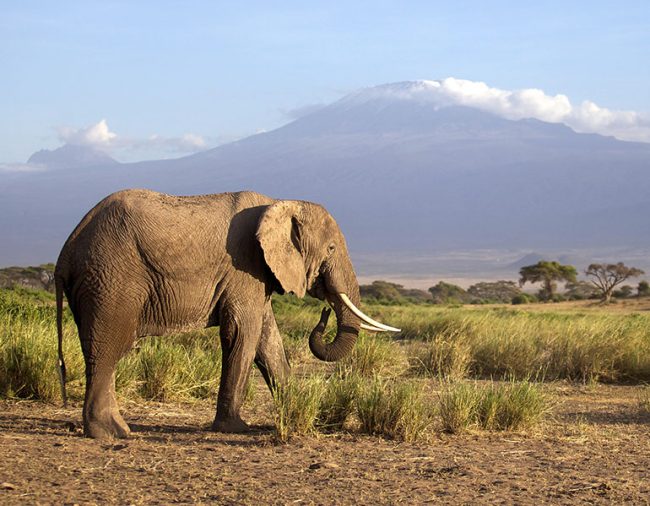 EC-Amboseli