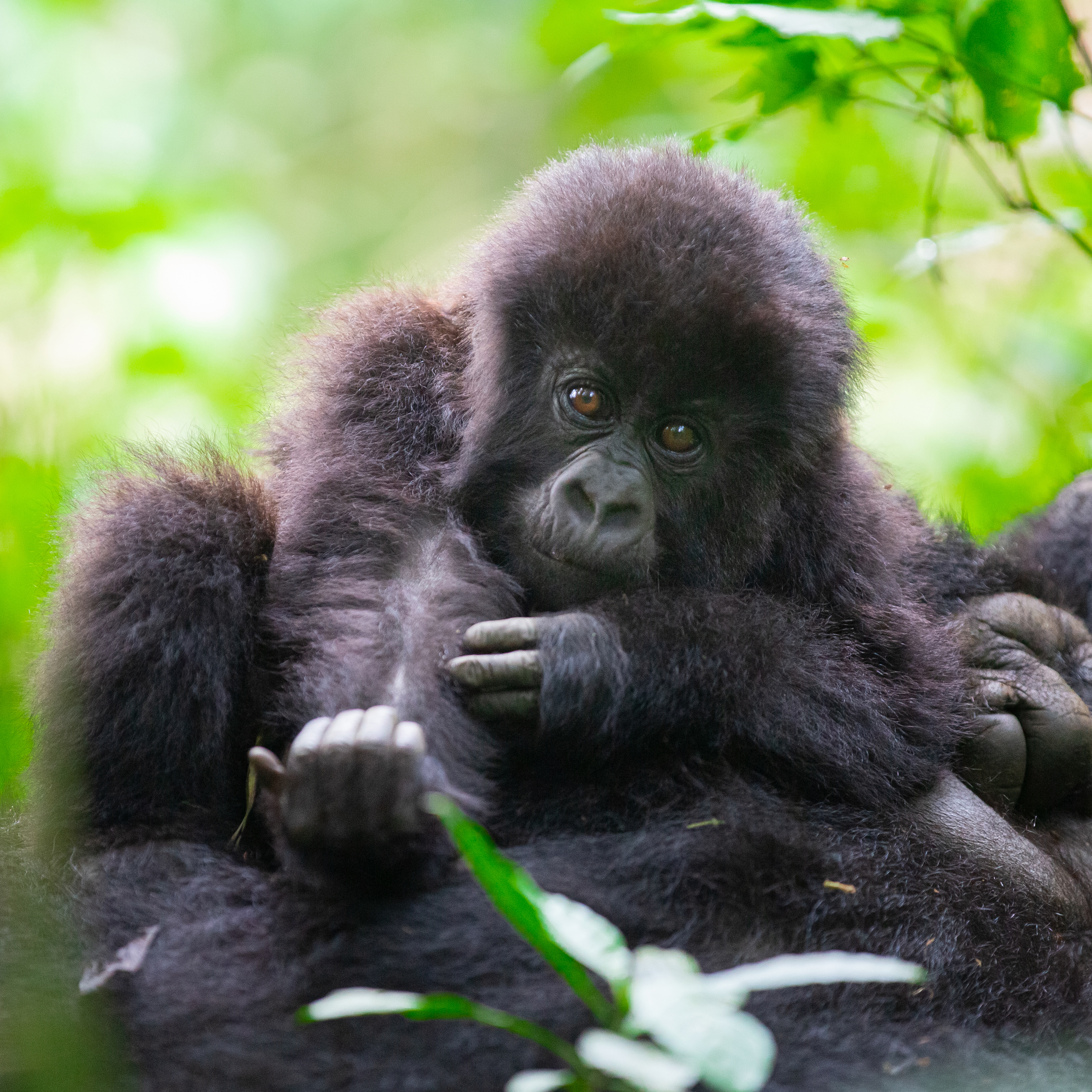 Kwita Izina 2021 – Ndimubanzi Mother – Kwisanga/Kwitonda Group