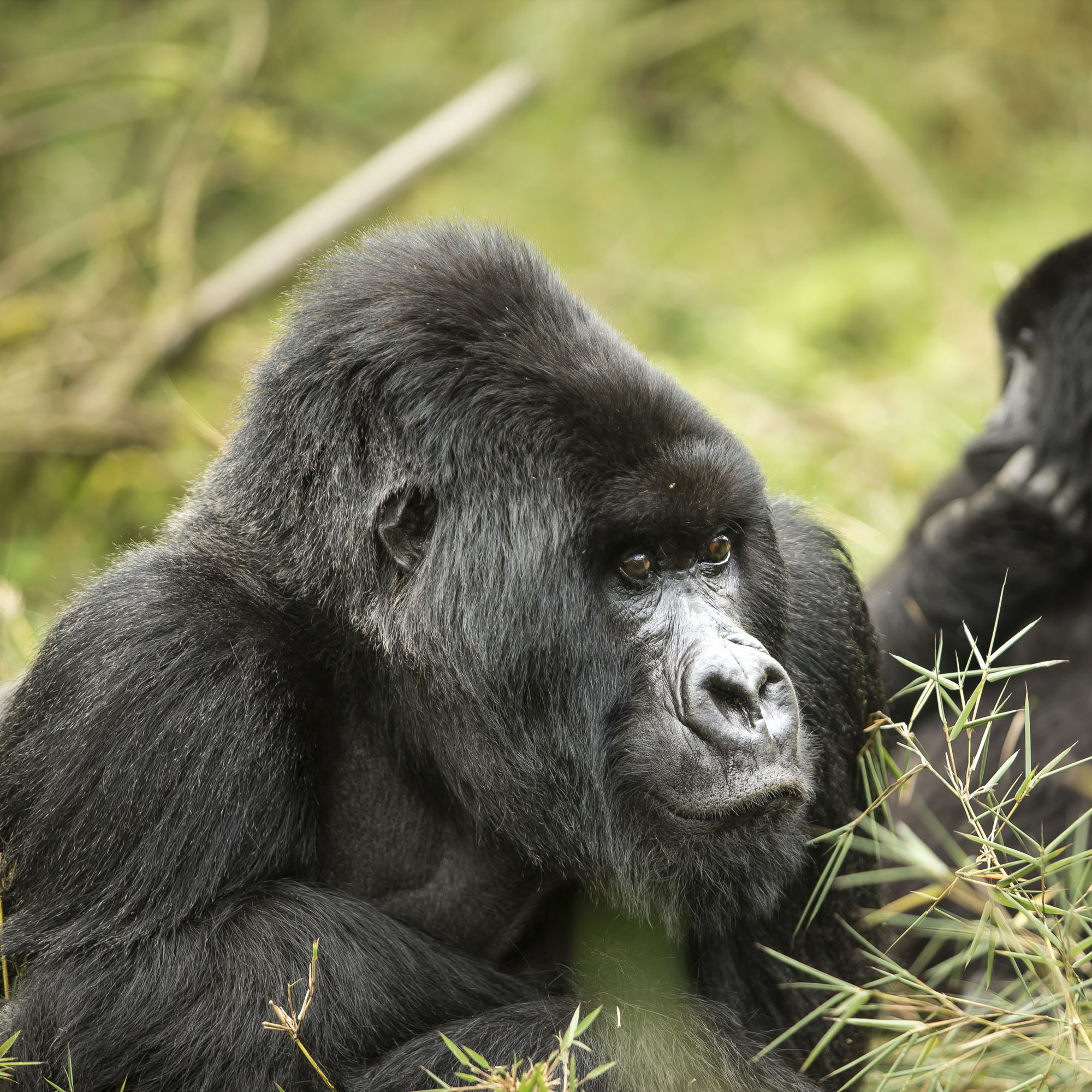 35263350456_aa7a84c91d_o-Square