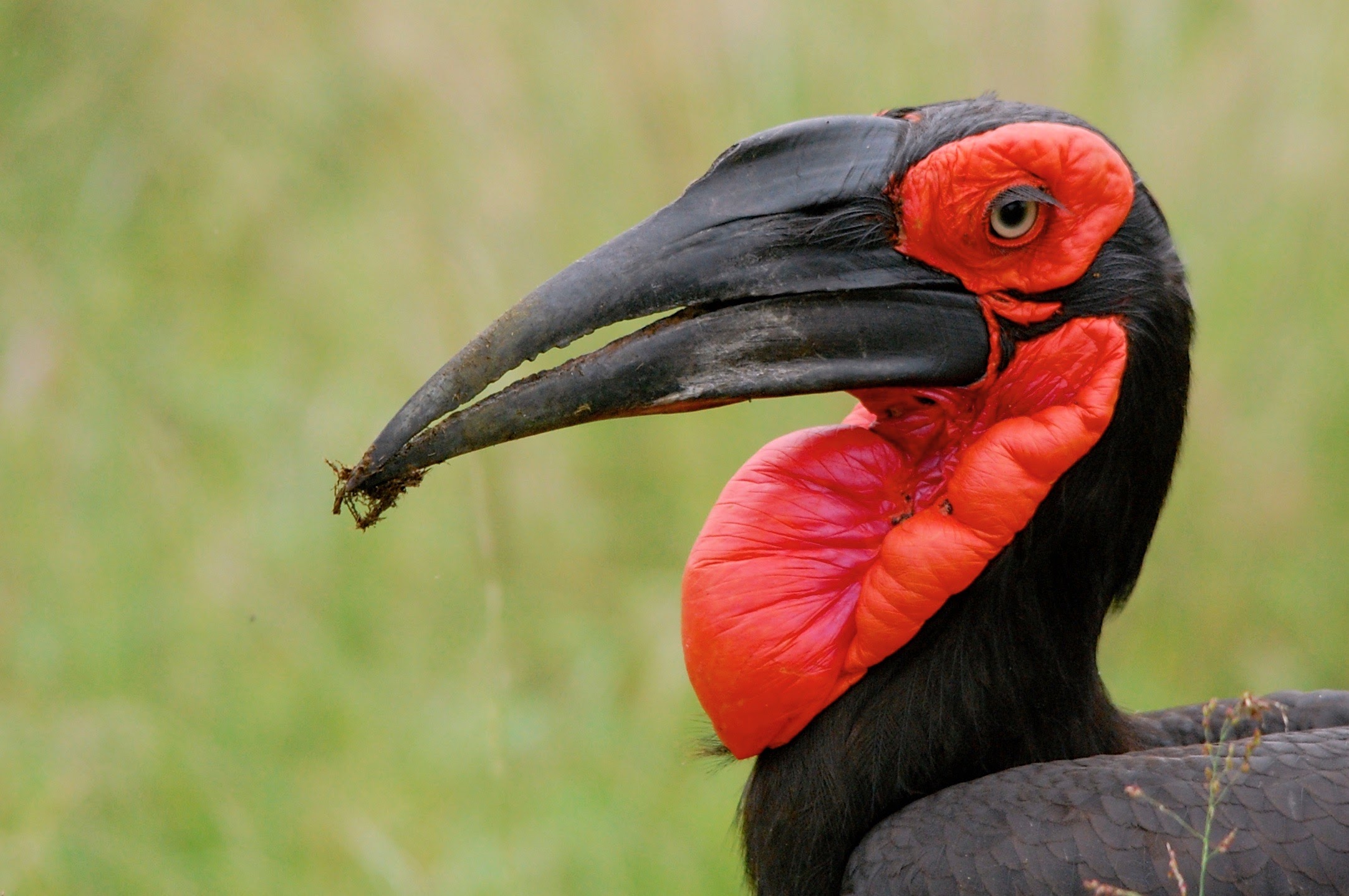 Flagship-species-Southern-Ground-hornbill-CREDIT-Ben-Jobson-BirdLife-International-2