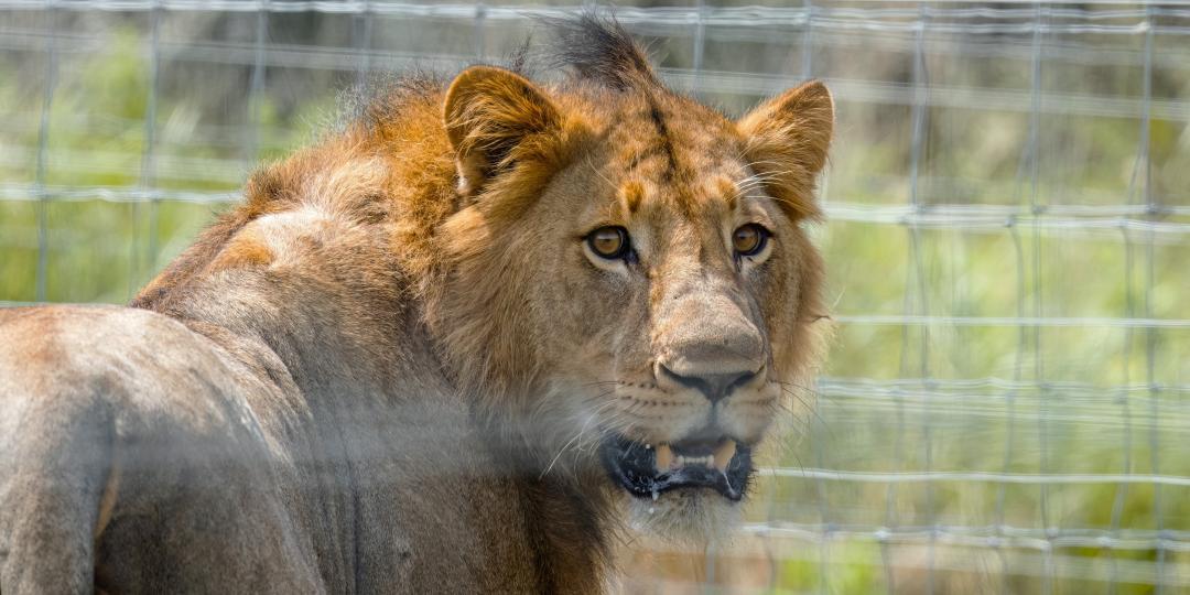 drandrewbaxter-lionsreleasedintobabanangogamereserve2