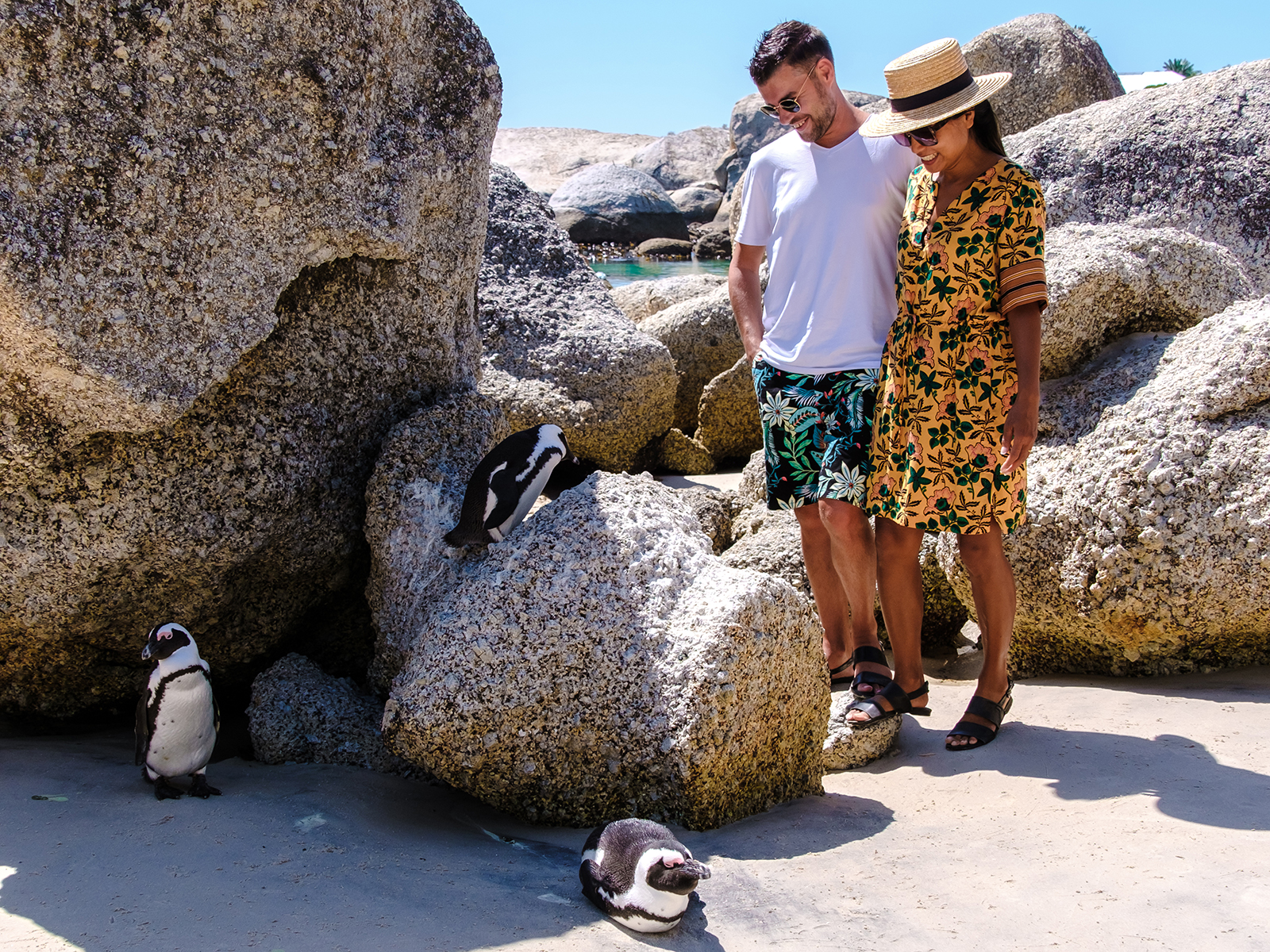 Boulders Beach in Simons Town, Cape Town, South Africa. Beautiful penguins. Colony of African penguins