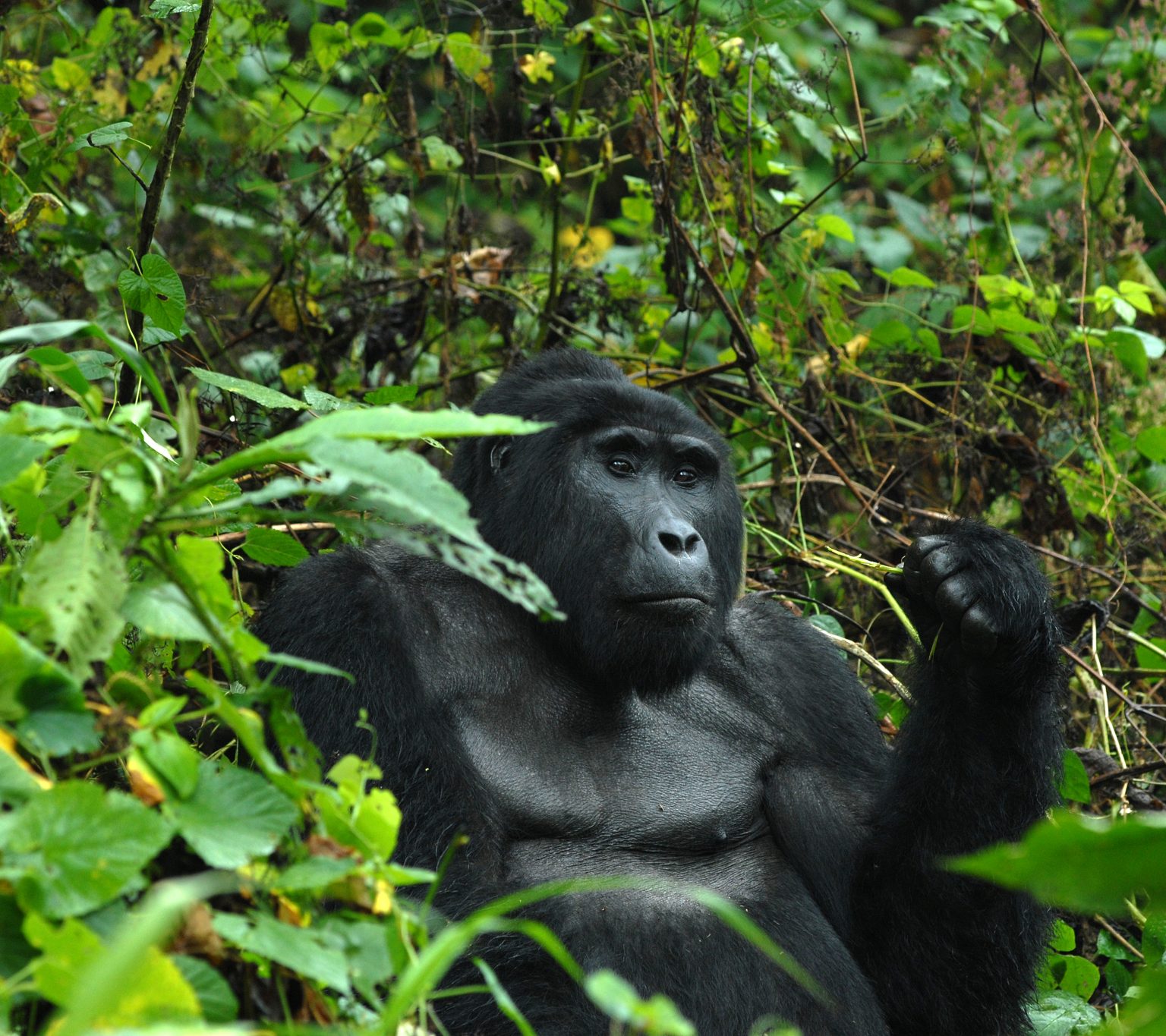 Nshongi-silverback-Gorilla_180x160cm-1536×1365