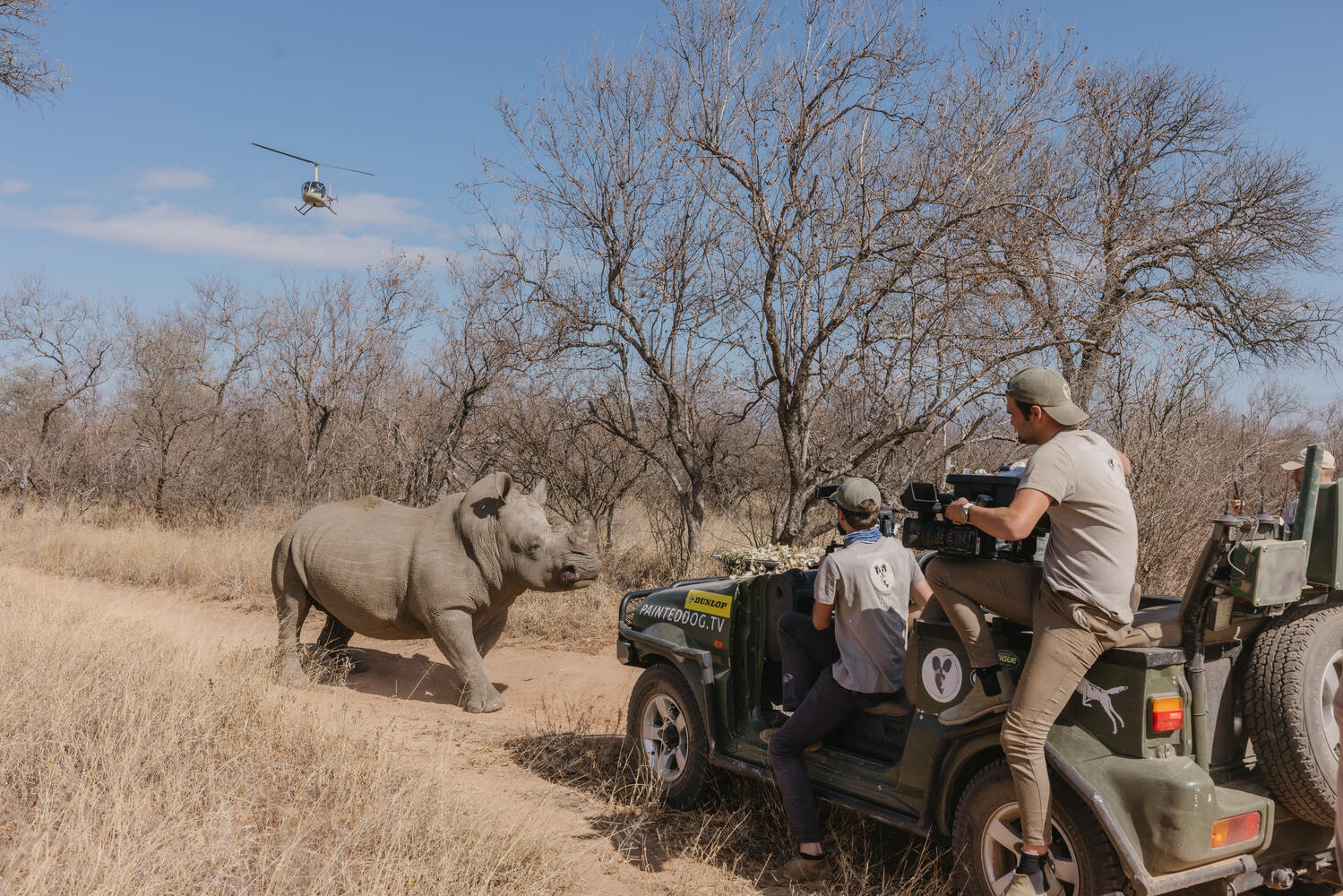 HORNTRIMMING – KIMMY