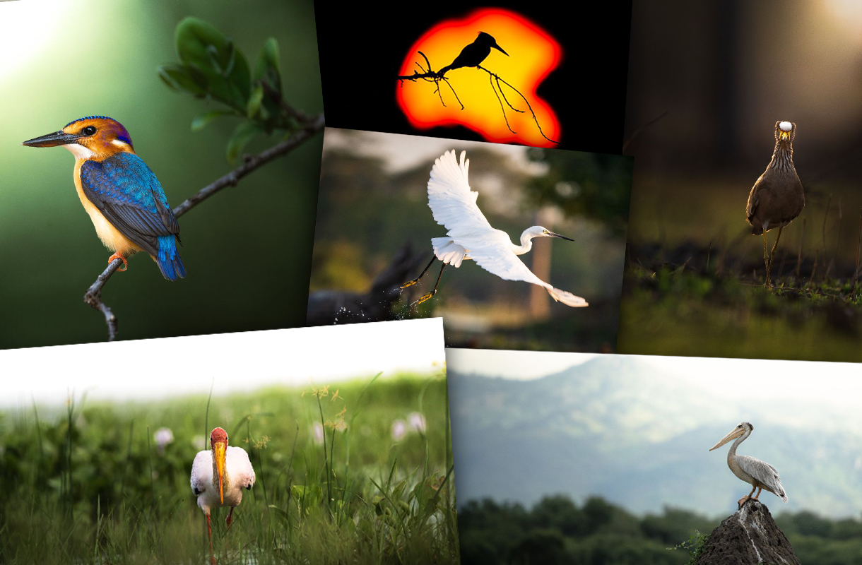 DANNY-BADGER-BIRDING