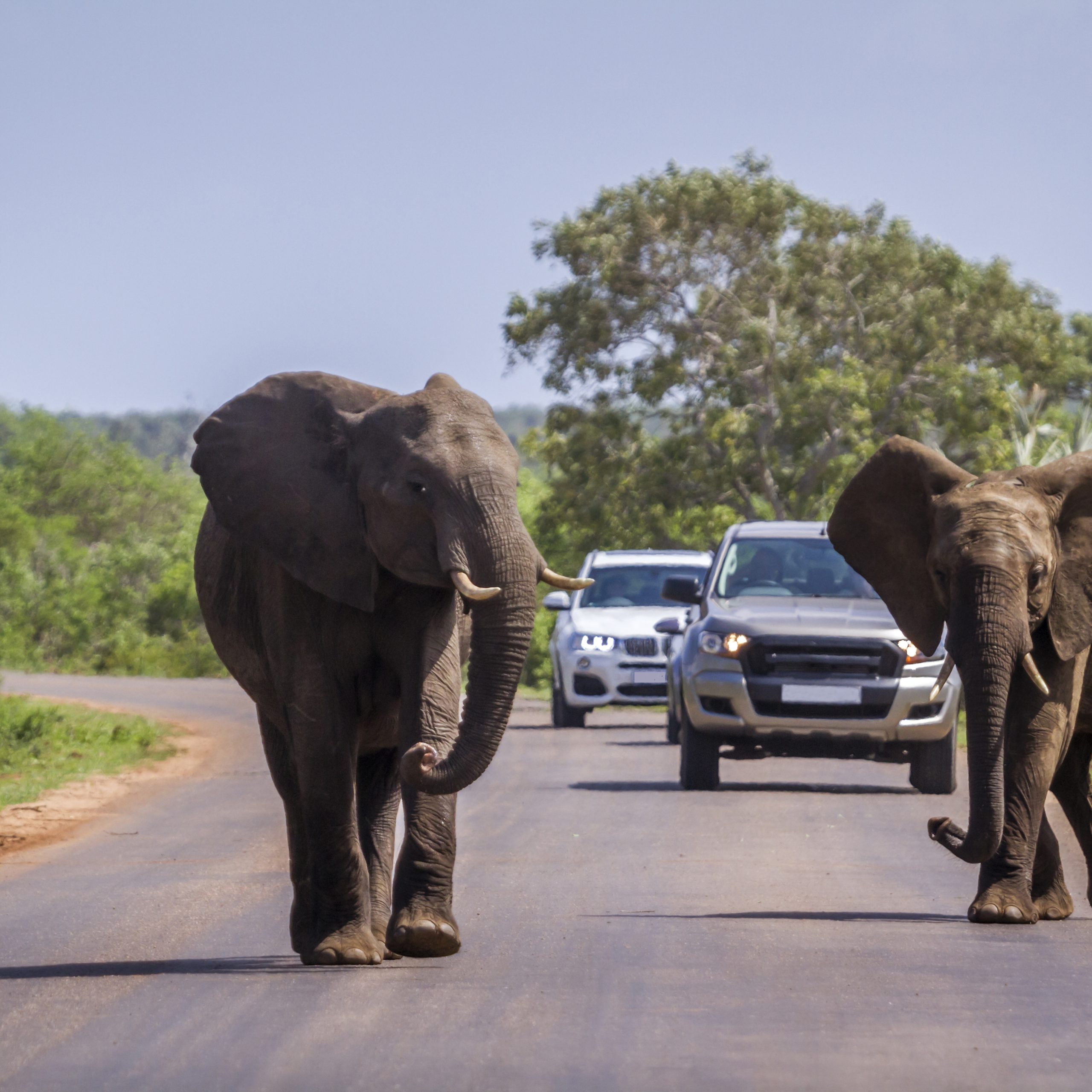 African bush elephant in Kruger National park, South Africa