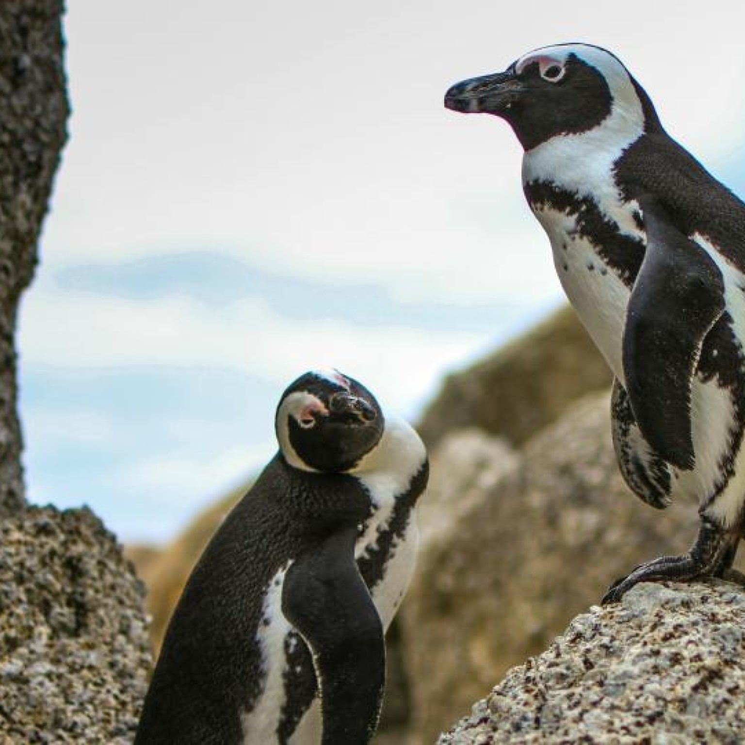 Conservation Groups and Fishing Industry Strike Deal to Protect ...