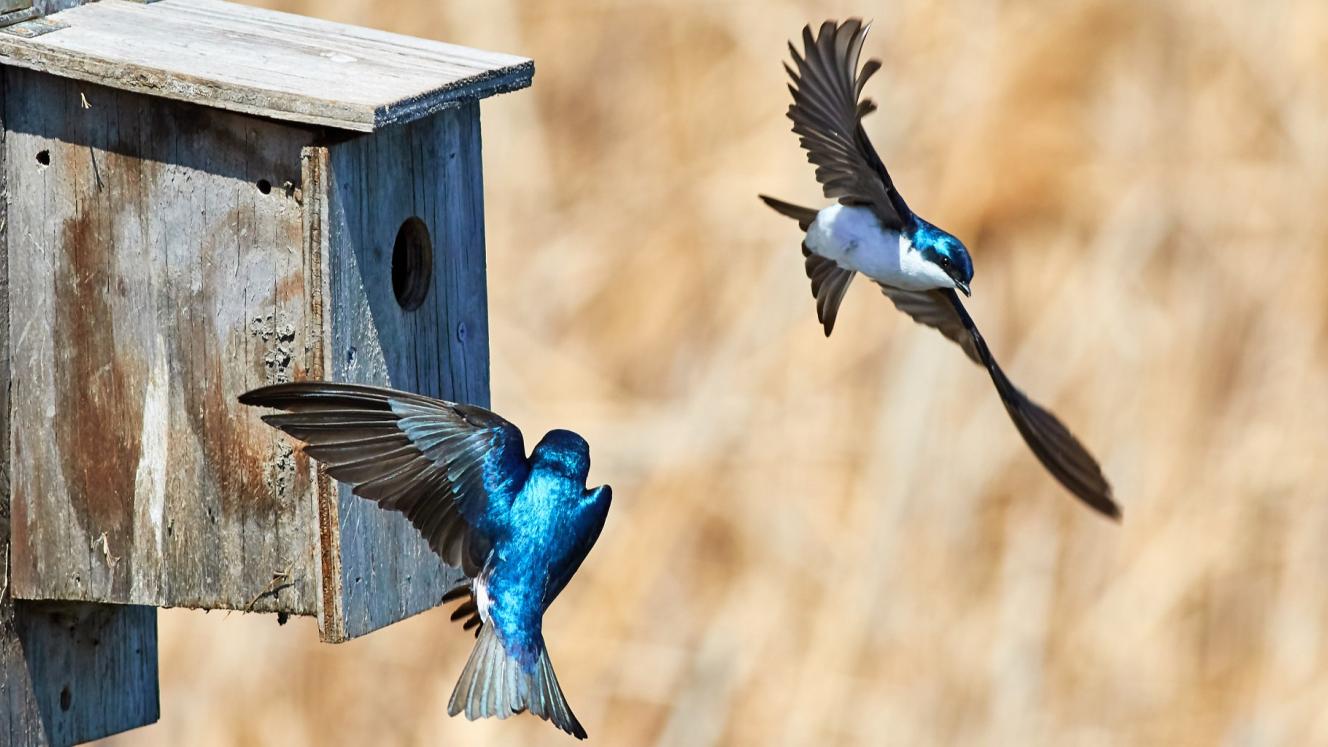 blueswallownew-inkonjane-nature-reserve-declared207184855